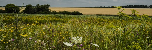 Image 01
